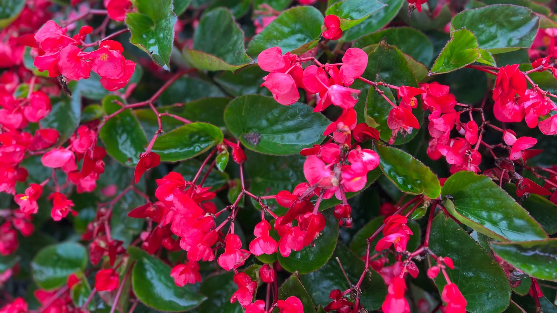 Begonia annual flowers at a customer's home.