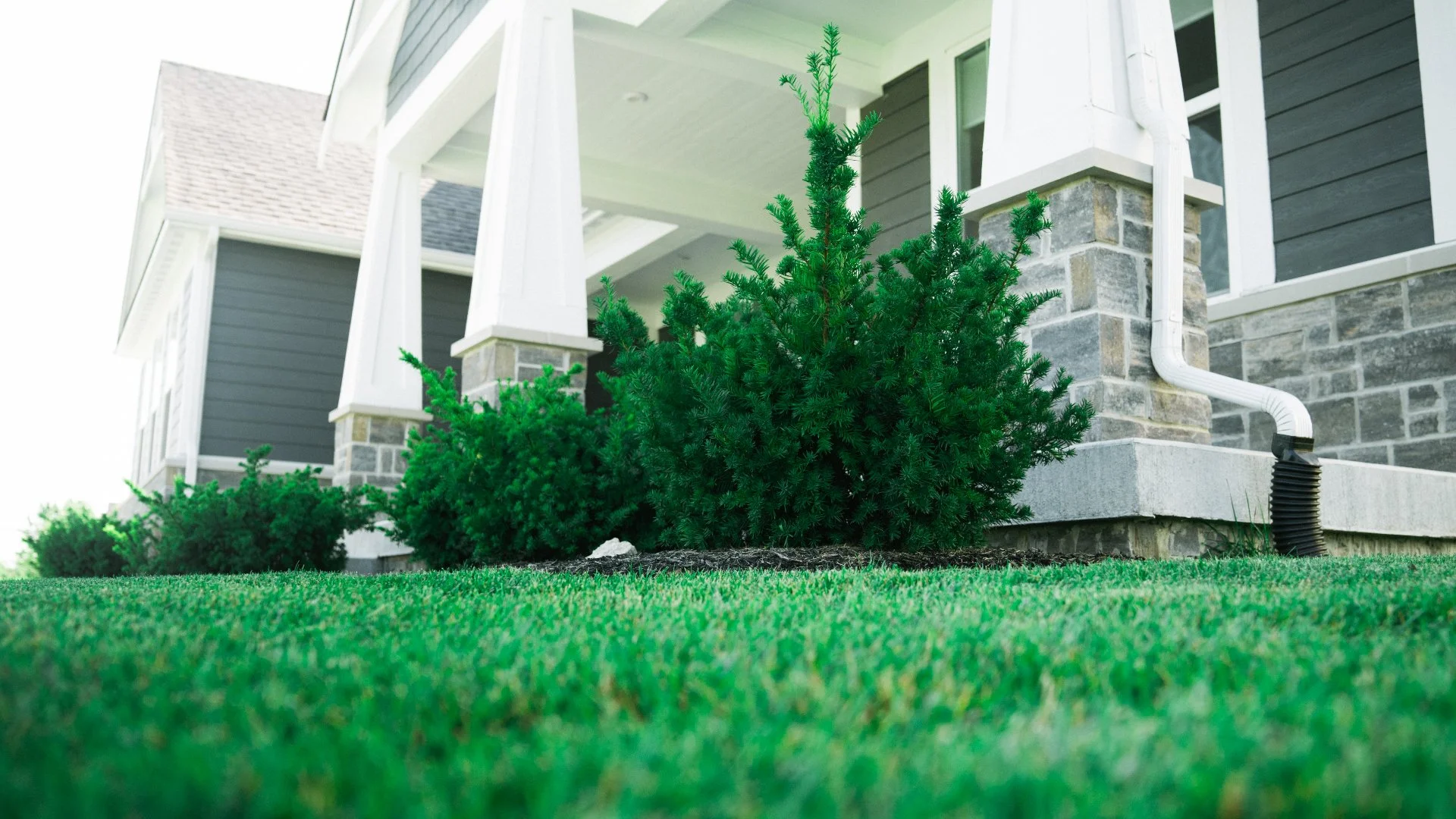 Grass and landscaping close up.