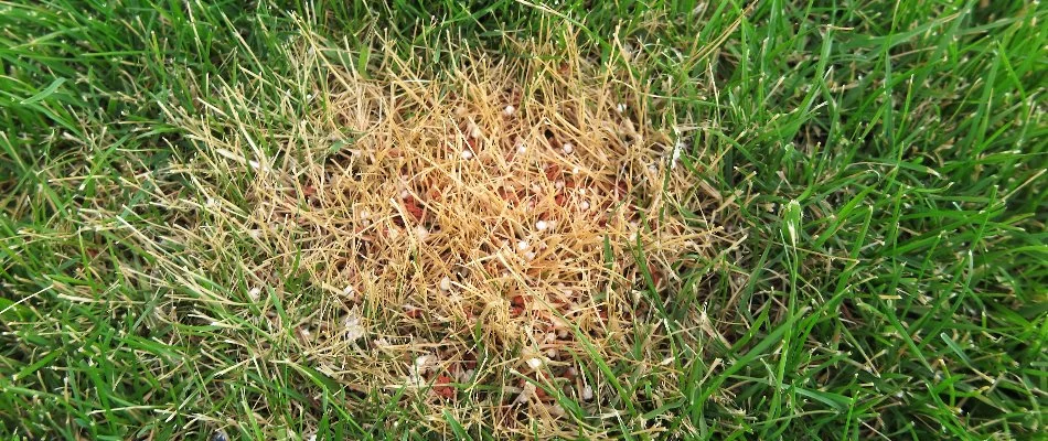 The appearance of fertilizer burn in a lawn in Carmel, IN.