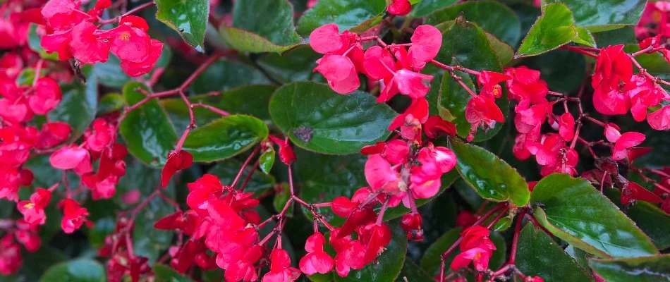 Begonia annual flower in Carmel, IN.