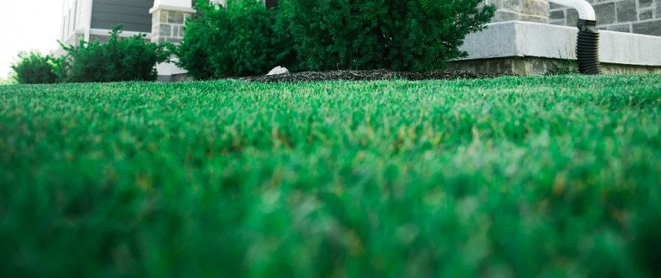 Very healthy, emerald lawn at a home in Meridian Hills, IN.