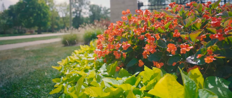 HOA landscaping for community in Meridian Hills, IN.