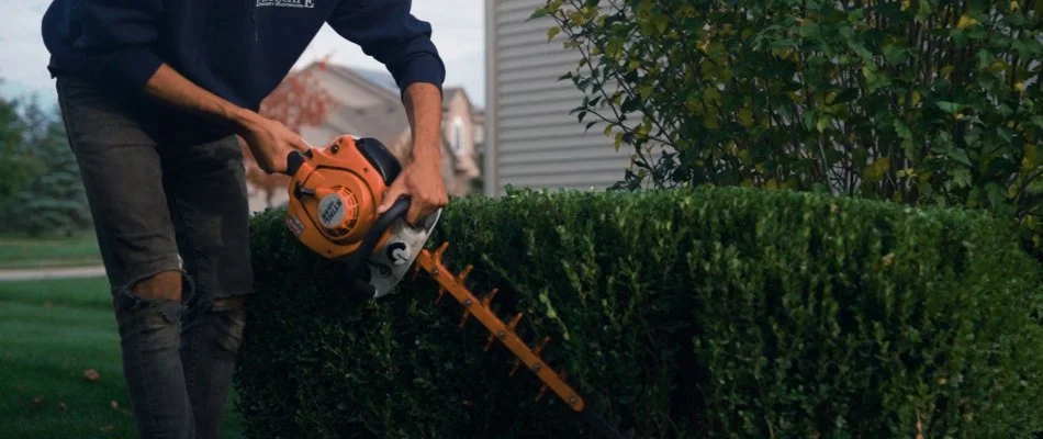 Professional hedge trimming bushes.