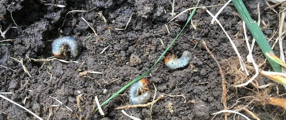 Three white grubs on lawn soil in Carmel, IN.