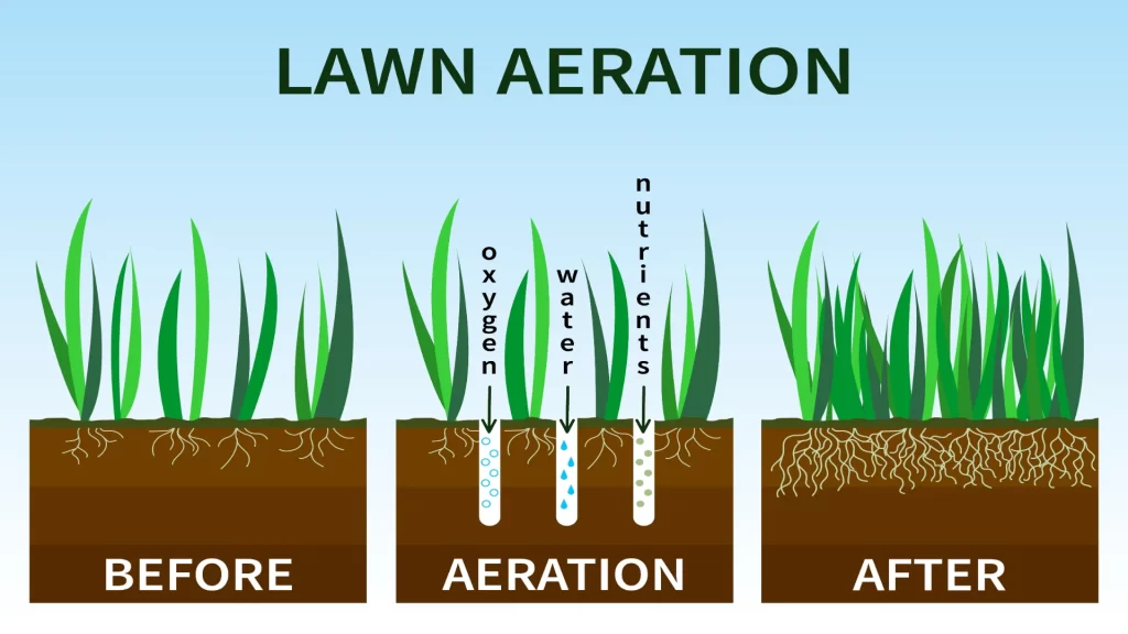 Do You Fertilize After Aeration? fertilize after aeration