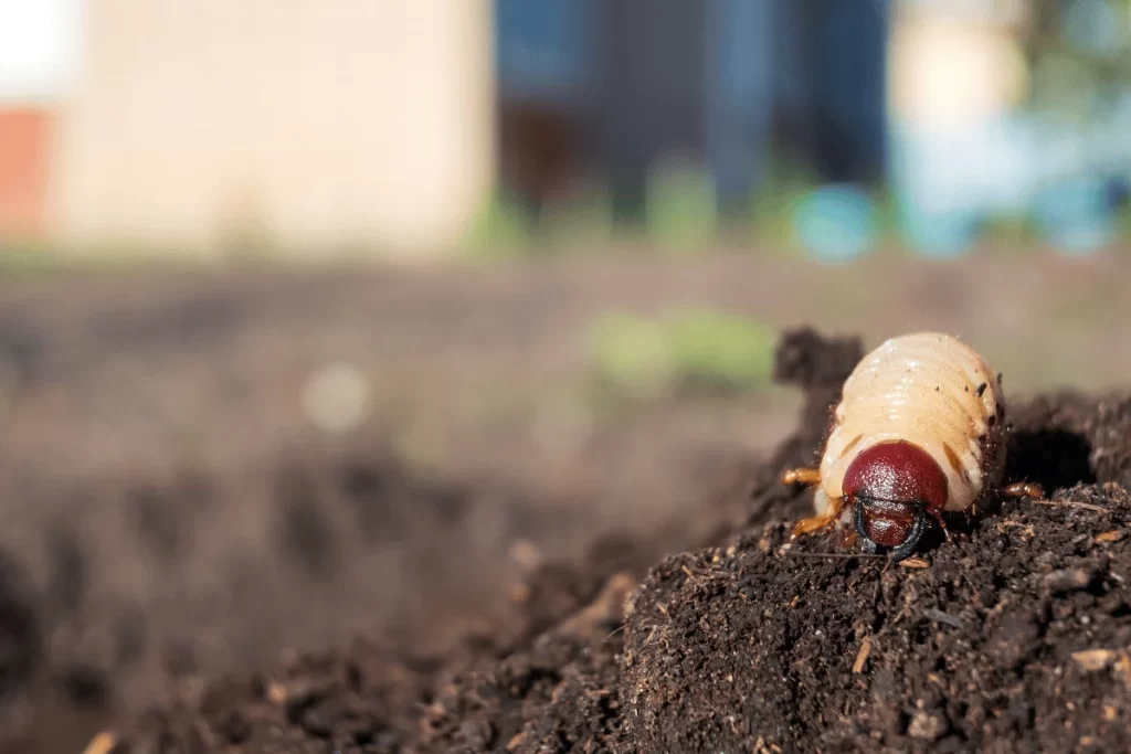 Grubs in Your Carmel Lawn: How to Identify, Prevent, and Treat Grub Damage in Indiana grub damage carmel indiana lawn